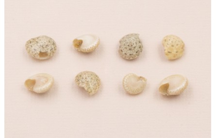 Ristra de 45cms de mini caracolas de 5-7mm