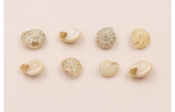 Ristra de 45cms de mini caracolas de 5-7mm