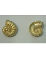 Pieza Caracola 19*16mm Oro Mate