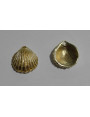 Colgante Concha 15*13mm Oro Mate