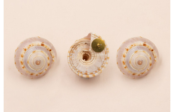 Pendiete Caracola 18*15mm