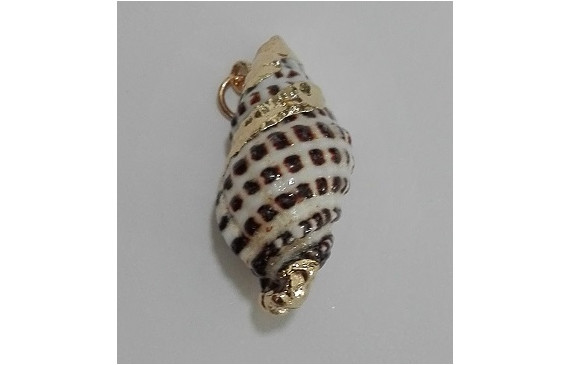 Concha matices Dorados