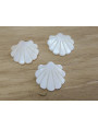 Concha plana Nacar 25*25mm