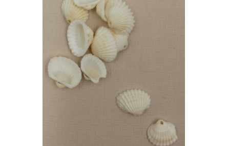 Concha 20*12mm