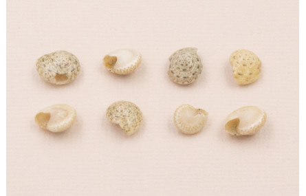 Ristra de 45cms de mini caracolas de 5-7mm