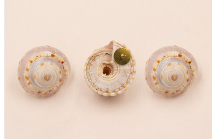 Pendiete Caracola 18*15mm