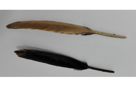 Pluma negra 130mm dorada por un lado