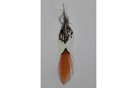 Pluma tigre cola naranja 100mm