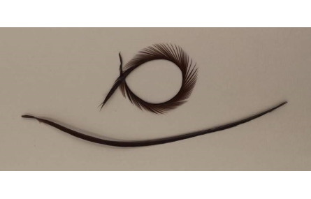 Pluma Rígida 170mm Longitud Marrón