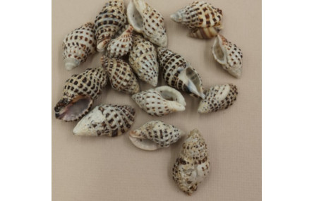 Caracola Moteada 23-30*15mm